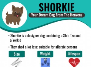 Shorkie –シーズーとヨークシャーテリアのミックスに関する事実 