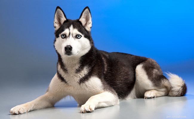Filhote de Husky Siberiano – Fatos obrigatórios sobre a raça de cães Husky