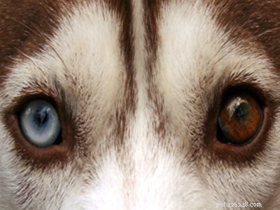 Siberian Husky-valp – måste veta fakta om Husky-hundrasen