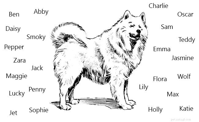 시베리안 허스키 강아지 – 허스키 개 품종에 대한 사실을 알아야 합니다