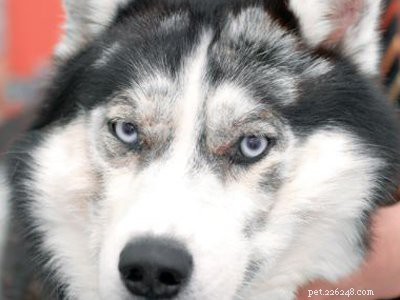 Cucciolo di husky siberiano:devi conoscere i fatti sulla razza di cani husky