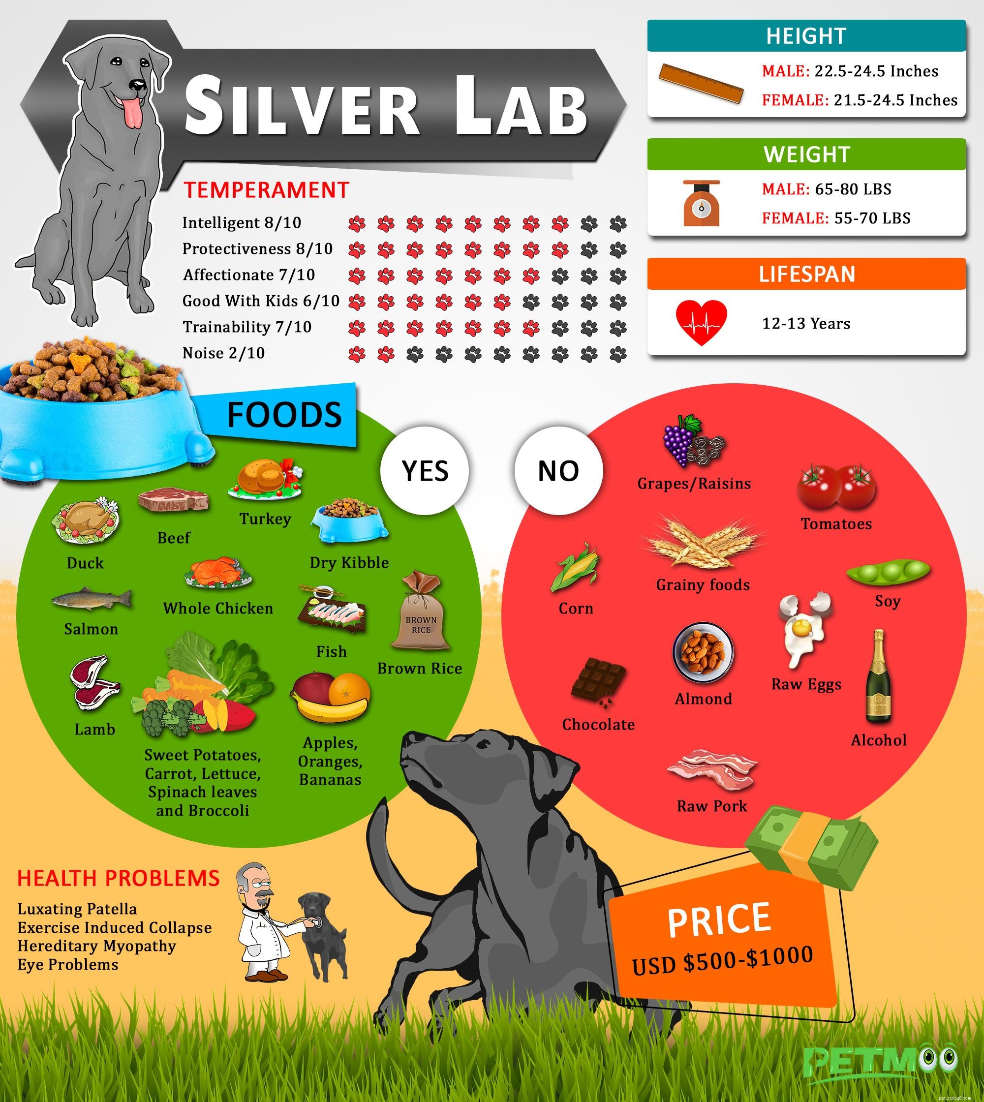 Silver Lab Puppies :faits étonnants sur le Silver Labrador Retriever