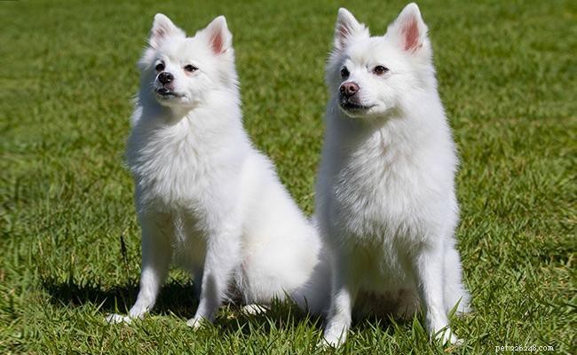 Spitz – Informations sur les races de chiens et faits uniques