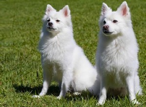 Spitz – Informações sobre raças de cães e fatos exclusivos