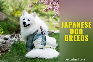 Spitz – Informazioni sulla razza canina e fatti unici