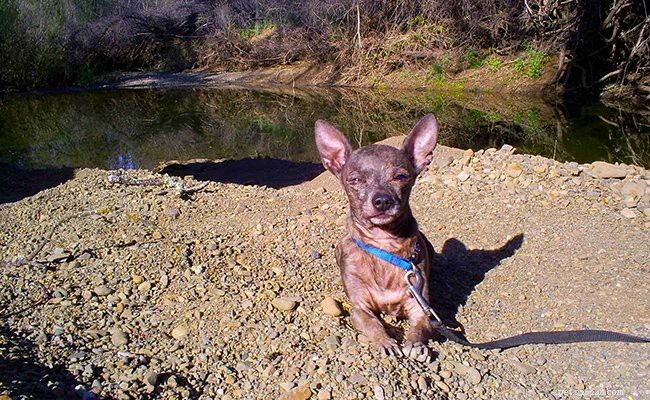 Tekopp Chihuahua – fakta om den aggressiva och söta leksaksrasen