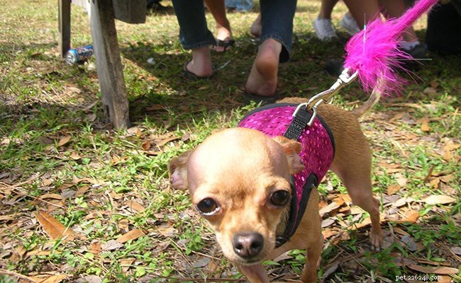 Tekopp Chihuahua – fakta om den aggressiva och söta leksaksrasen