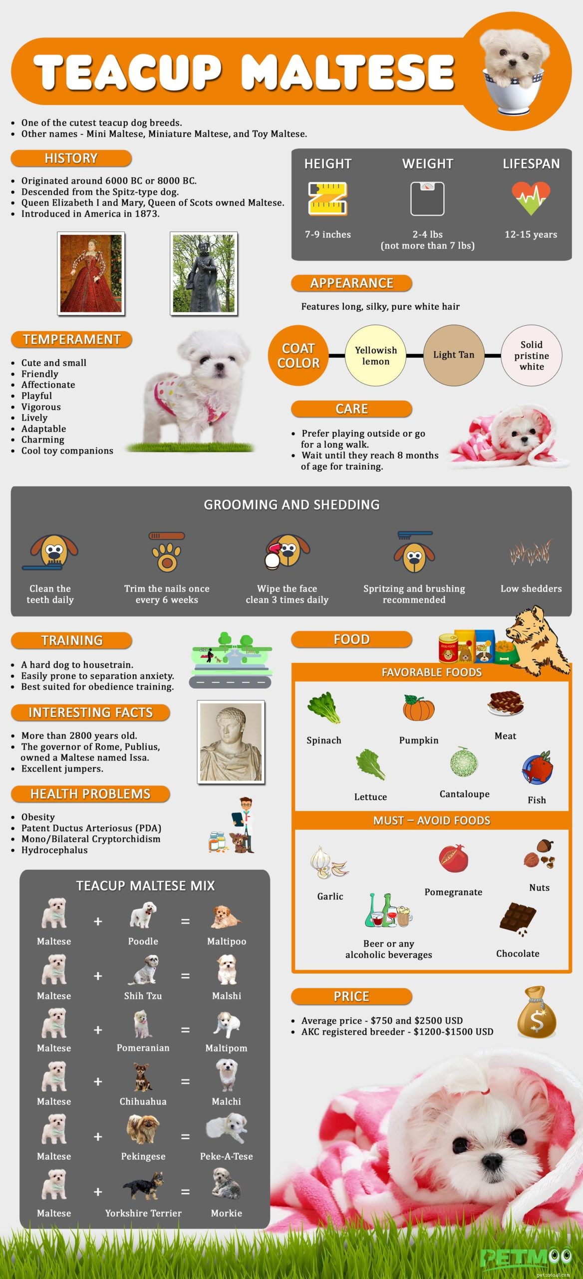Tasse à thé maltais – 12 informations sur les races de chiens sur le jouet maltais