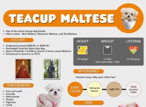 Šálek maltézský – informace o 12 plemenech psů o maltézákovi