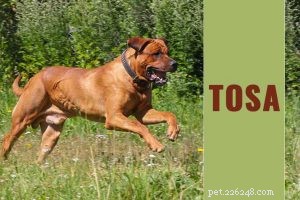 Theekopje Maltees – 12 hondenrasinformatie over het speelgoed Maltees