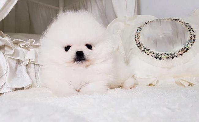 Šálek Pomeranian – 12 faktů o úžasně roztomilém sněhobílém psu