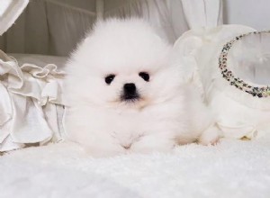 Tekopp Pomeranian – 12 fakta om den fantastiskt söta, snövita hunden