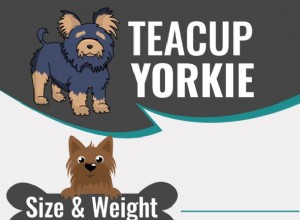 Šálek Yorkie – Fakta o velikosti šálku na čaj Yorkshire teriér