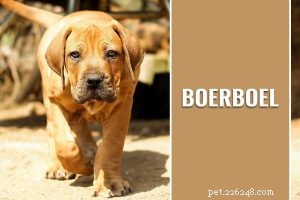 Tekopp Yorkie – Fakta om Tekopp Storlek Yorkshire Terrier