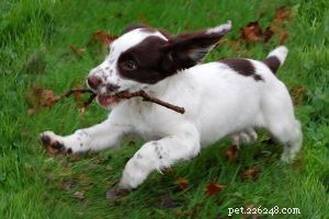 Informations sur la race de chien caniche toy 
