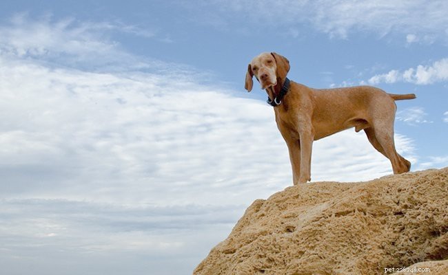 Vizsla – Informations sur la race de chien, tempérament et faits