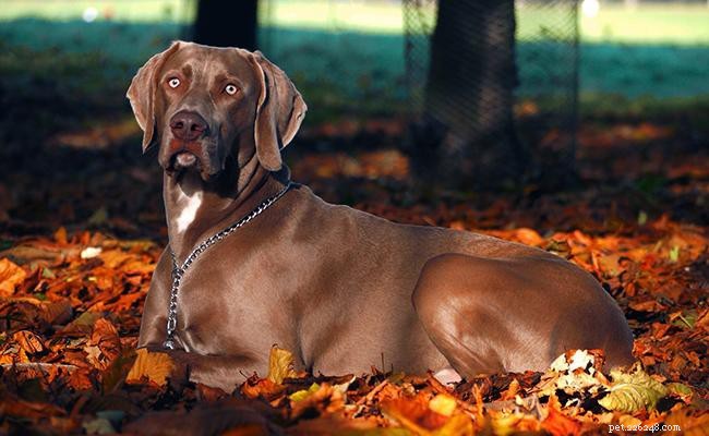 Weimaraner – Informations sur les races de chiens et conseils de soins pour chiens