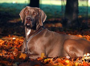 Веймаранер – информация о породах собак и советы по уходу за собаками