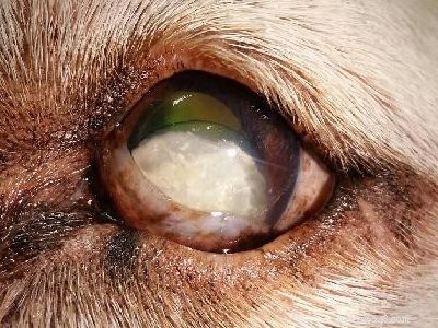 Vizsla – Informatie over hondenrassen, temperament en feiten