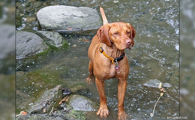 Vizsla – Informatie over hondenrassen, temperament en feiten