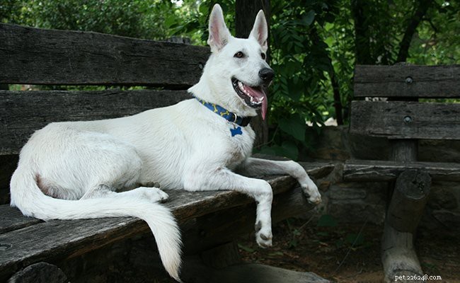 Witte Duitse herder – Oud hondenras met unieke charme