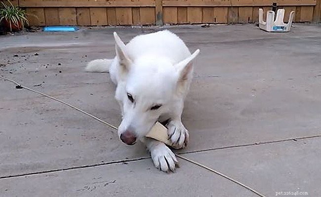 ホワイトジャーマンシェパード–ユニークな魅力を持つ古代の犬種