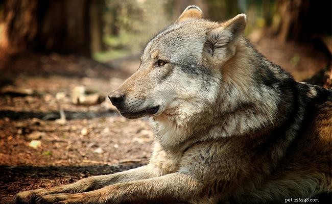 Cane lupo:perché questo cane ibrido non è un buon animale domestico?