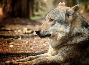 Cão Lobo – Por que este cão híbrido não é um bom animal de estimação?