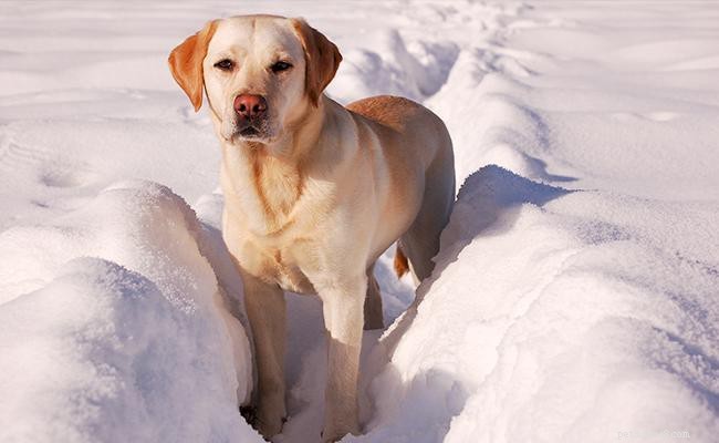 Yellow Lab – Guida completa al Labrador Retriever giallo