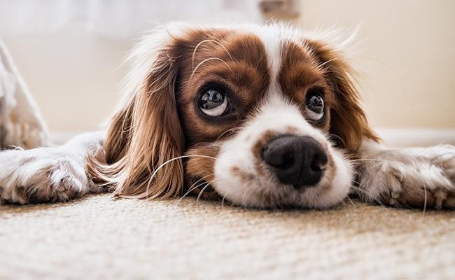 Träning för hundsocialisering – Hur socialiserar man en valp?
