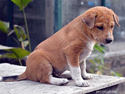 Hondensocialisatietraining - Hoe een puppy socialiseren?