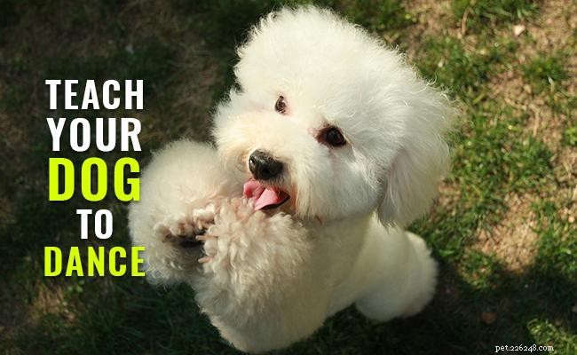 Eenvoudige hondentrucs voor je volgende hondenfeest