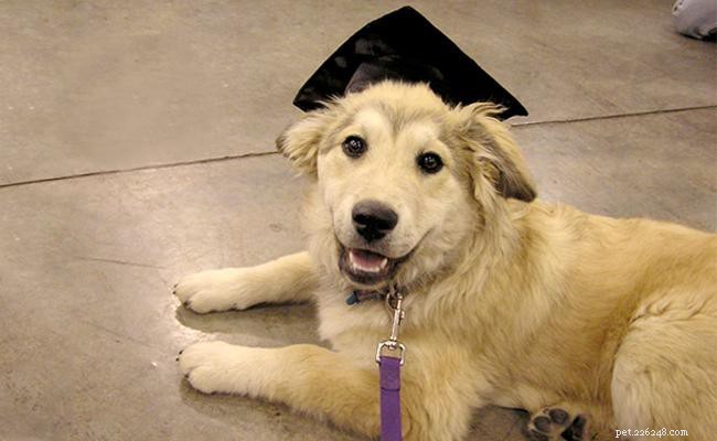 Gli addestratori di cani sono le star! – Dall addestramento di base del cane agli eventi di presentazione