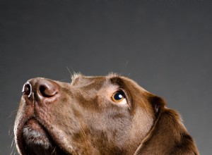 Mime seu cão com estas dicas para um casaco brilhante