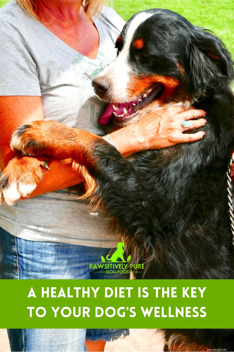 4 redenen waarom een ​​gezonde voeding de ultieme sleutel is tot het welzijn van uw honden