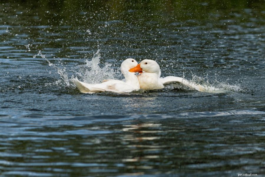 Por que os patos atacam uns aos outros? (3 motivos comuns)