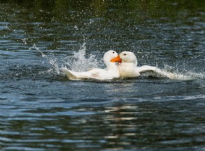Pourquoi les canards s attaquent-ils ? (3 raisons courantes)