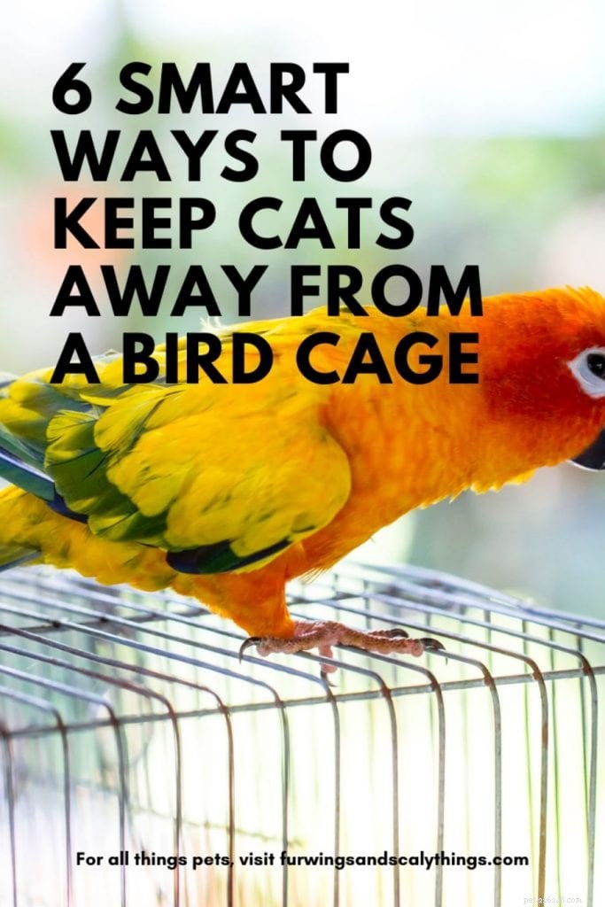 6 slimme manieren om katten uit de buurt van een vogelkooi te houden