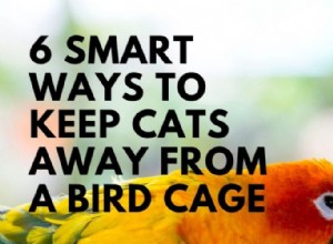 6 modi intelligenti per tenere i gatti lontani da una gabbia per uccelli
