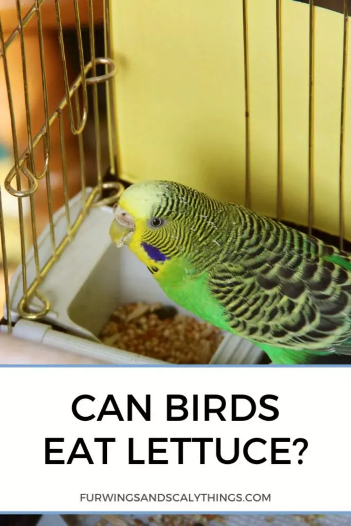 Gli uccelli possono mangiare lattuga? (E quanto è troppo?)