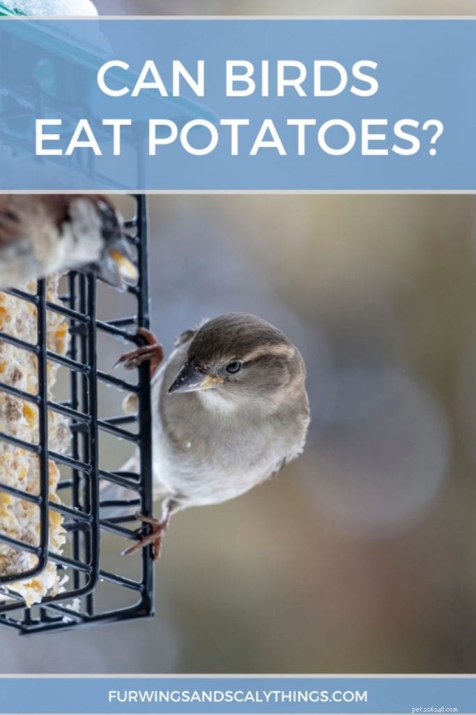 Les oiseaux peuvent-ils manger des pommes de terre ? (Avantages, méthodes de préparation et quoi ne pas faire)