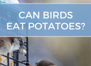 Les oiseaux peuvent-ils manger des pommes de terre ? (Avantages, méthodes de préparation et quoi ne pas faire)