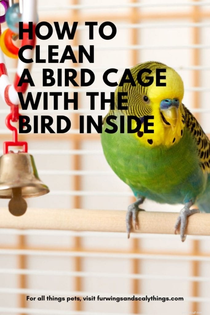 Come pulire una gabbia per uccelli con l uccello all interno (3 aree su cui concentrarsi)