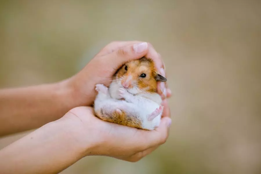 Enkla tips för att lugna ner din stressade hamster