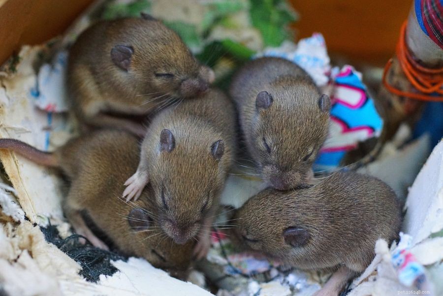 Можете ли вы помочь мышатам выжить без мамы?