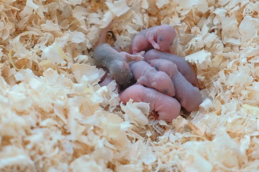 Pouvez-vous aider les bébés souris à survivre sans leur mère ?