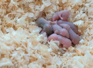Pomůžete myším mláďatům přežít bez mámy?