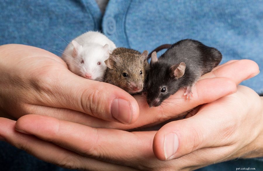 Puoi aiutare i topi a sopravvivere senza la loro mamma?