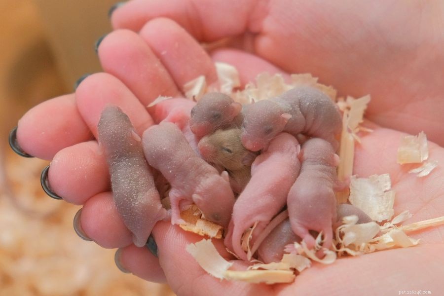 Você pode ajudar os camundongos bebês a sobreviverem sem a mãe?