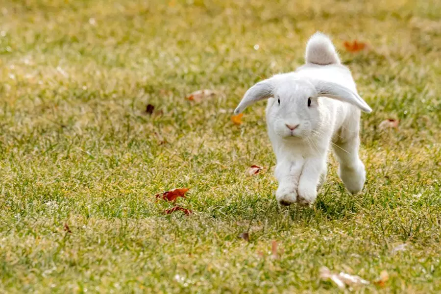 Proč králíci skáčou přes sebe?